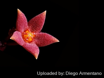 26406 diegoe Diego Armentano