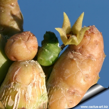 9393 cactus-art Cactus Art