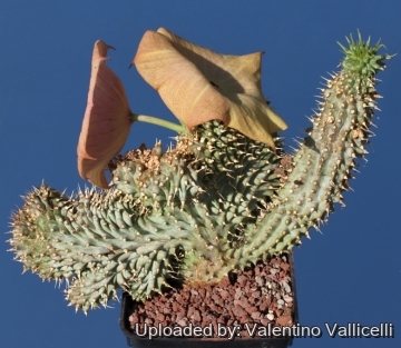 9965 valentino Valentino Vallicelli