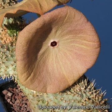 9966 valentino Valentino Vallicelli