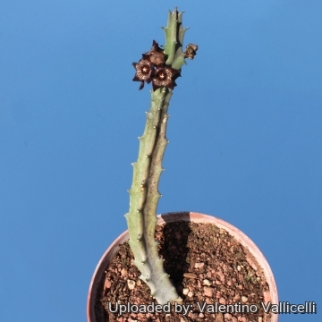 10701 valentino Valentino Vallicelli