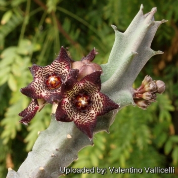 10702 valentino Valentino Vallicelli