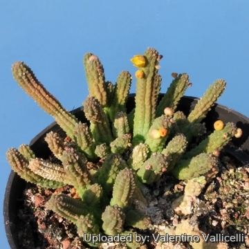 10706 valentino Valentino Vallicelli