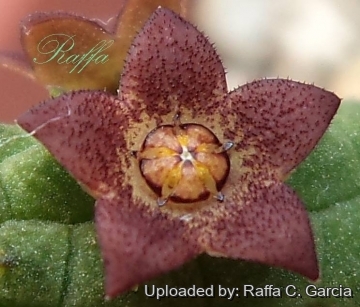 22594 raffa Raffa C. Garcia