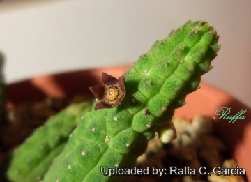 22623 raffa Raffa C. Garcia