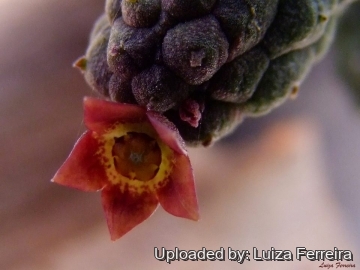 22754 luiza Luiza Ferreira