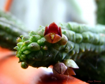 23184 luiza Luiza Ferreira