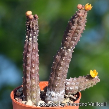 18185 valentino Valentino Vallicelli