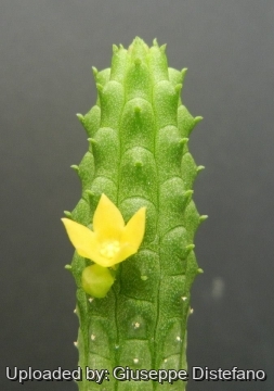 19052 giuseppe2 Giuseppe Distefano