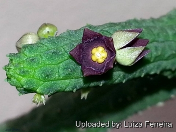 22752 luiza Luiza Ferreira