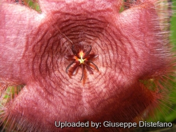 19071 giuseppe2 Giuseppe Distefano