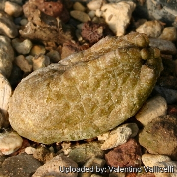 11062 valentino Valentino Vallicelli