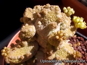 27685 gennaro Gennaro Re