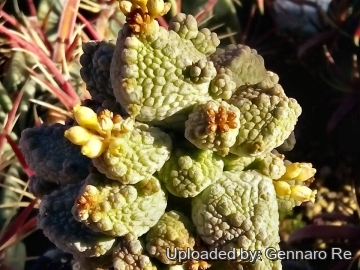 28711 gennaro Gennaro Re