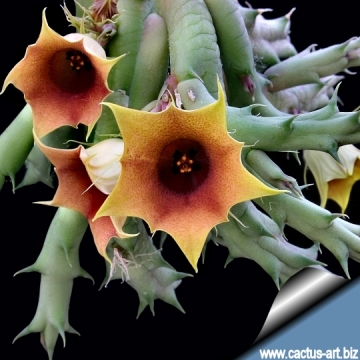 12863 cactus-art Cactus Art