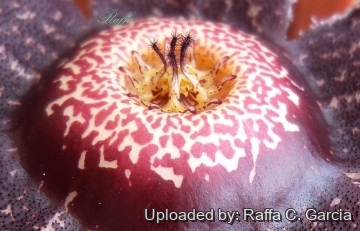 22568 raffa Raffa C. Garcia