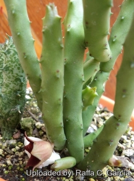 22701 raffa Raffa C. Garcia