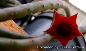 23075 luiza Luiza Ferreira