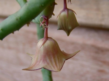 23237 luiza Luiza Ferreira