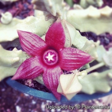 28367 plantemania © Plantemania
