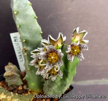 25732 giuseppe2 Giuseppe Distefano