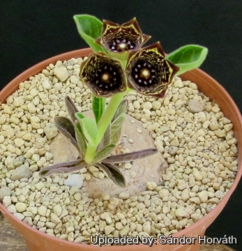 25926 kissanya Sándor Horváth