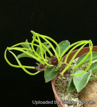 25940 kissanya Sándor Horváth