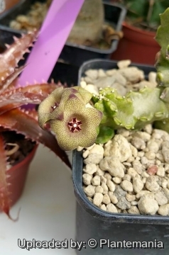 28702 plantemania © Plantemania