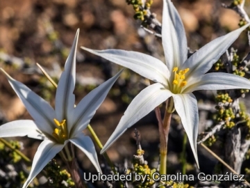 27691 carolina Carolina González