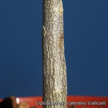 16699 valentino Valentino Vallicelli