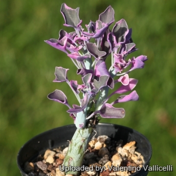 17230 valentino Valentino Vallicelli