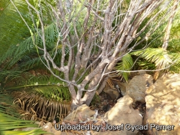 25106 josef Josef Cycad Perner 