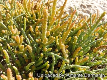 29193 amante Amante Darmanin