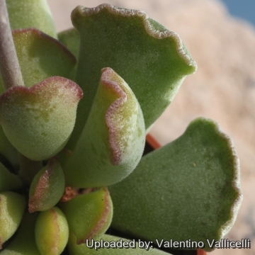 18101 valentino Valentino Vallicelli