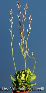 109 valentino Valentino Vallicelli