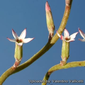 111 valentino Valentino Vallicelli