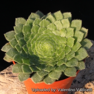 15436 valentino Valentino Vallicelli