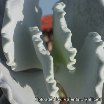 17418 valentino Valentino Vallicelli