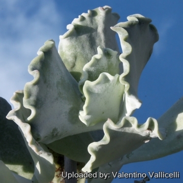 8745 valentino Valentino Vallicelli