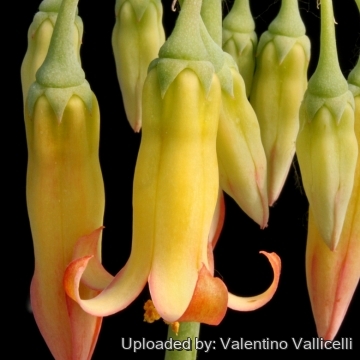 14575 valentino Valentino Vallicelli