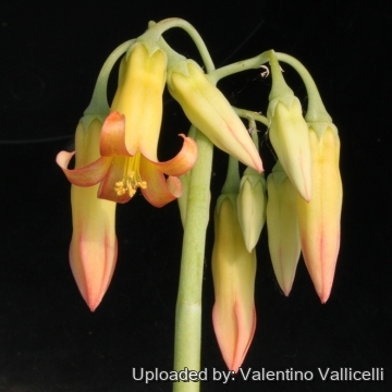 14576 valentino Valentino Vallicelli