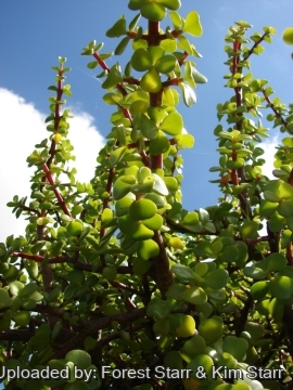 22048 star Forest Starr & Kim Starr