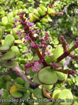 22054 star Forest Starr & Kim Starr