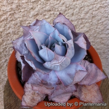 28385 plantemania © Plantemania