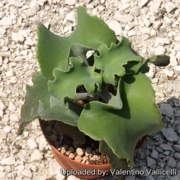 16288 valentino Valentino Vallicelli