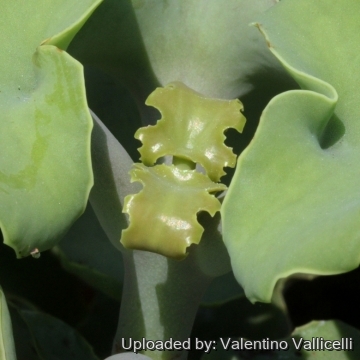 16289 valentino Valentino Vallicelli