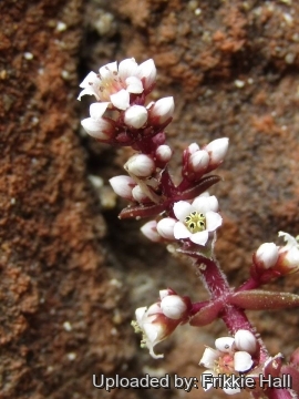 26804 frikkie Frikkie Hall