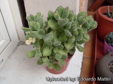 19361 edomat77 Edoardo Mattei