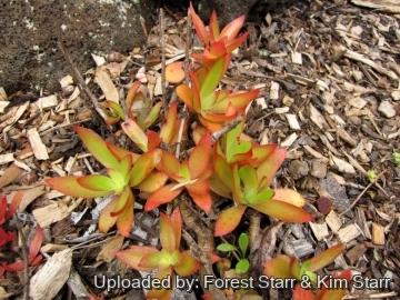 21295 star Forest Starr & Kim Starr