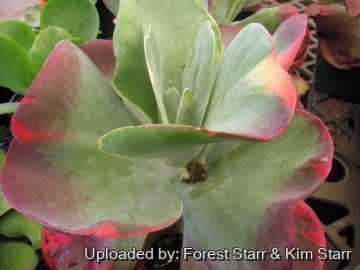 21389 star Forest Starr & Kim Starr
